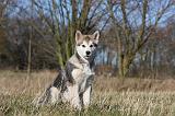 ALASKAN MALAMUTE 888